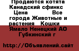 Продаются котята Канадский сфинкс › Цена ­ 15 000 - Все города Животные и растения » Кошки   . Ямало-Ненецкий АО,Губкинский г.